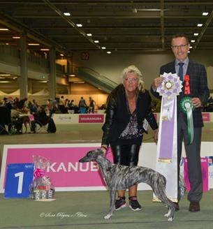 Whippet Special, Suna Regens Tzhaka Autumn Pacifica (Fica), SBIS Junior, CAC and 4 Best Bitch her mother Suna Regens Opals Tzhaka 3-Best Bitch, Judge: Thomas Munch